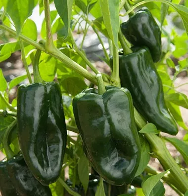 poblano-ancho-hot-pepper Poblano (Ancho) Hot Pepper