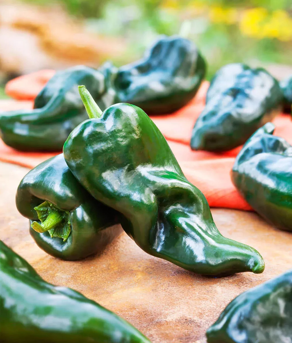 poblano-ancho-pepper-2-pack Poblano (Ancho) Pepper (2 Pack)