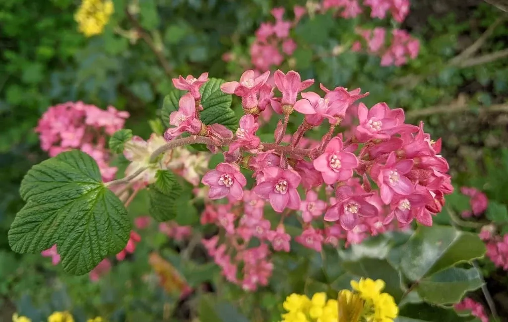pokeys-pink-flowering-currant Pokeys Pink Flowering Currant