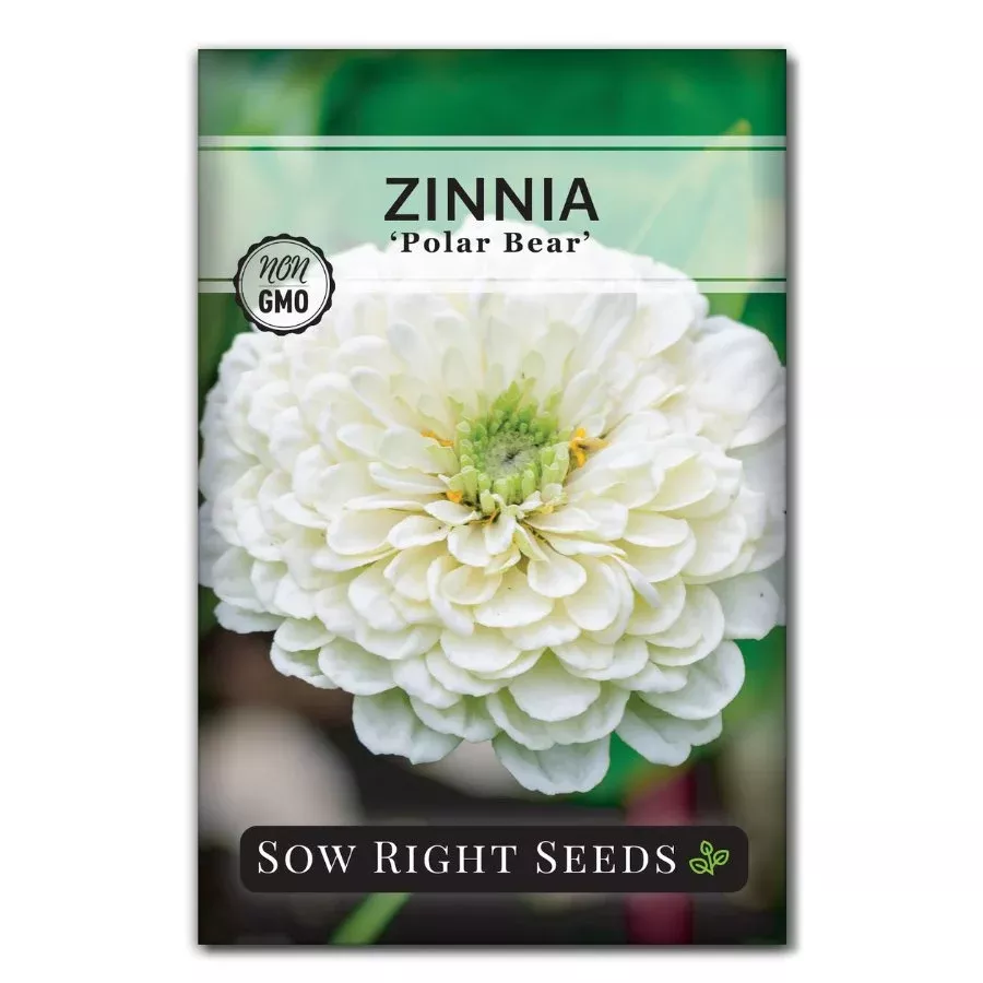 polar-bear-zinnia Polar Bear Zinnia