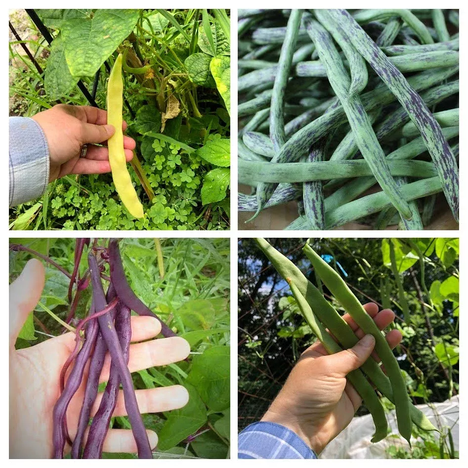 pole-bean-variety-4-pack Pole Bean Variety 4-pack