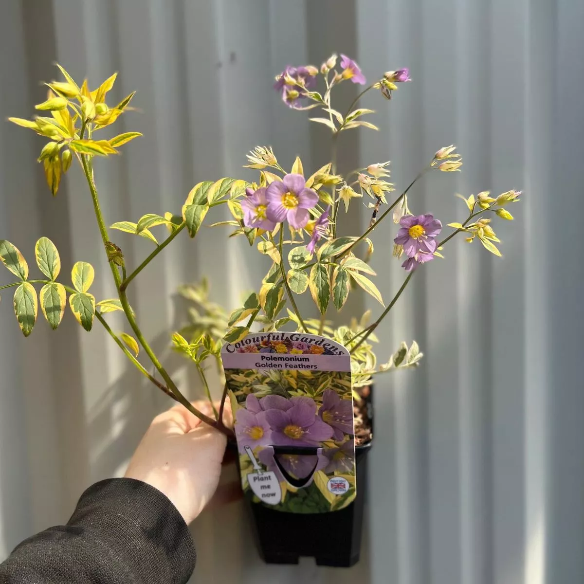 Polemonium ‘Golden Feathers’ (Jacobs Ladder) 9cm – 1 x 9cm Pot