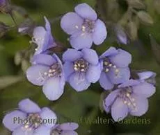 Polemonium 'Heaven Scent' PP20214 (4) 1-gallons