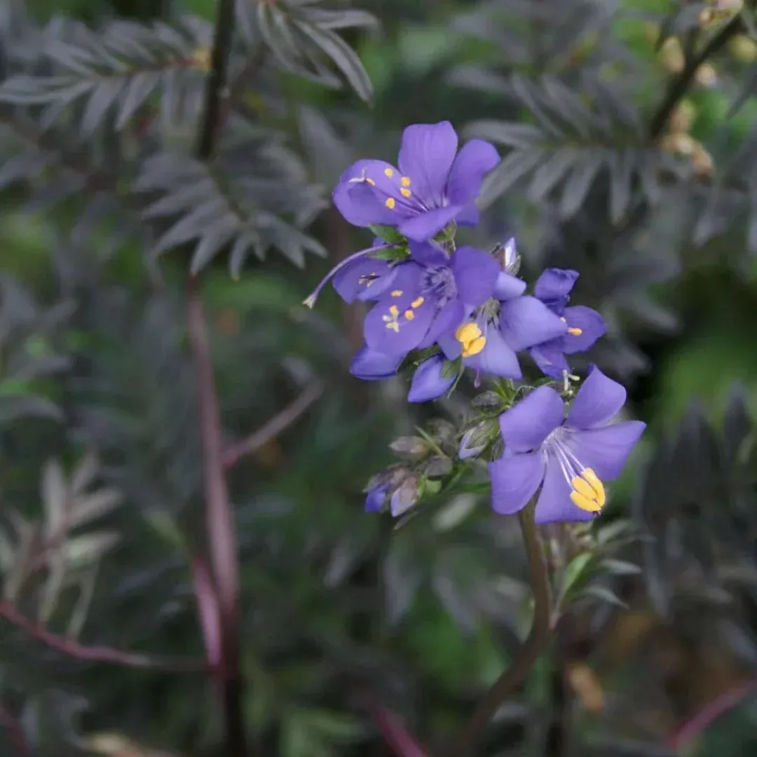 polemonium-purple-rain Polemonium 'Purple Rain'