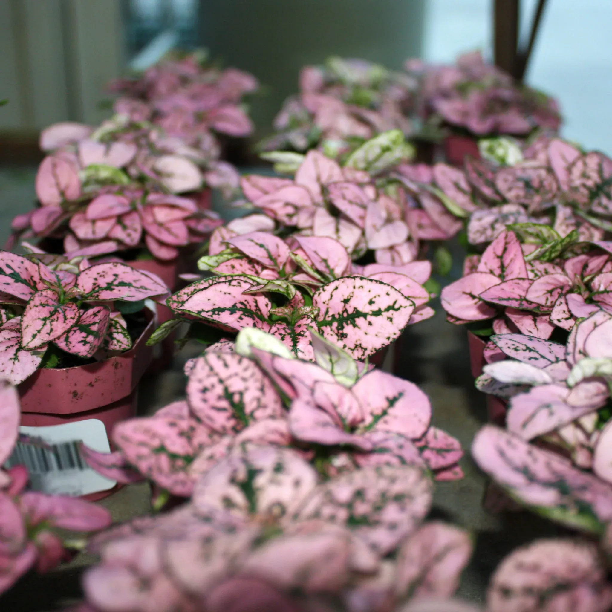 Polka Dot Plant