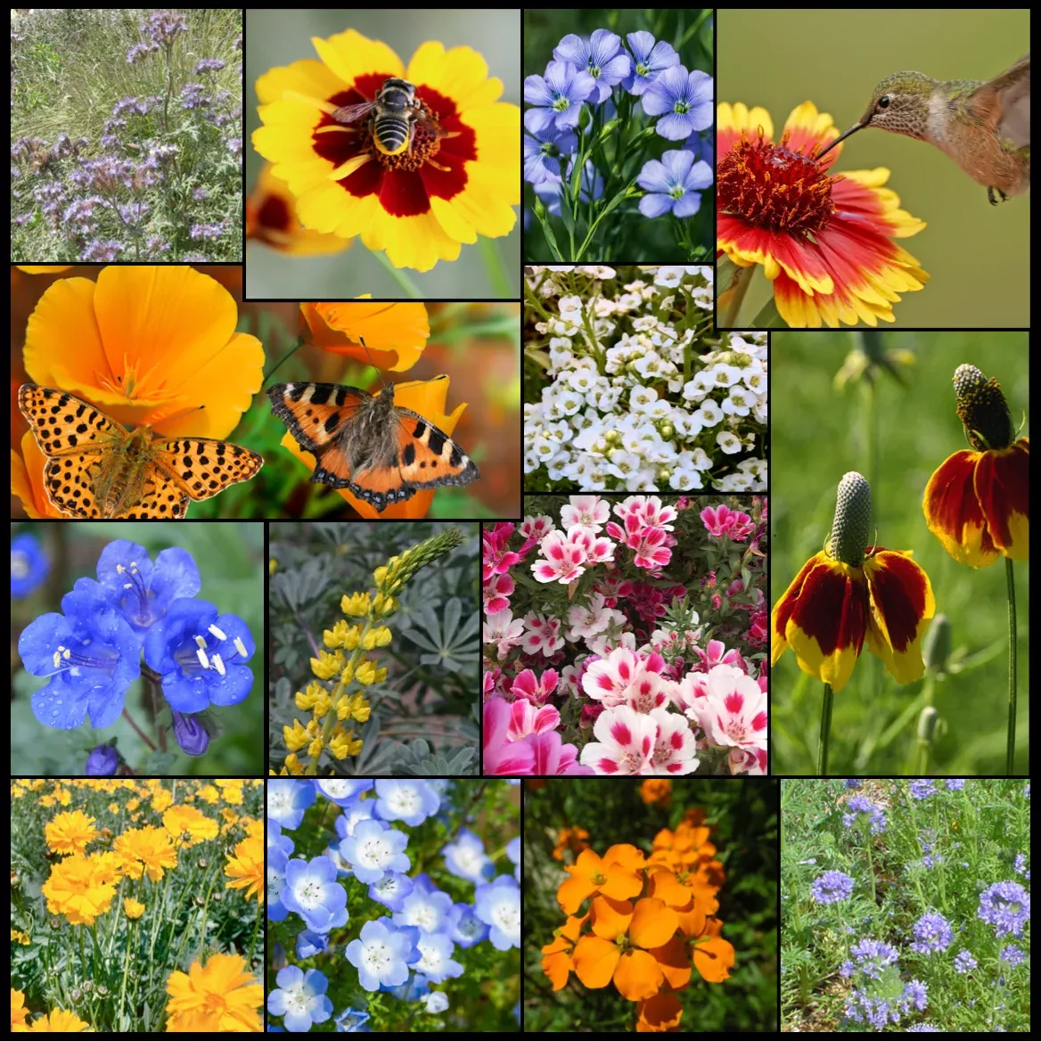 pollinator-wildflower-mixture Pollinator Wildflower Mixture