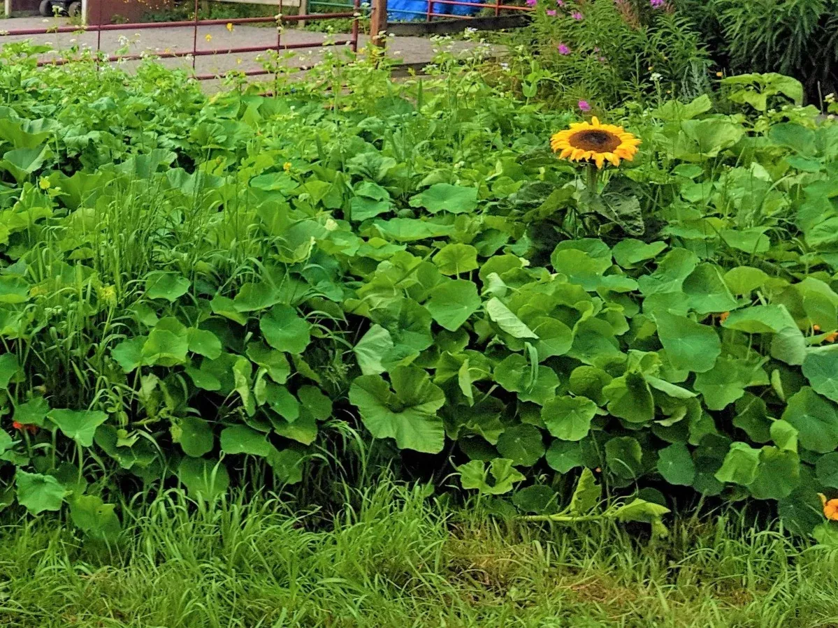 polyculture-victory-garden Polyculture Victory Garden!