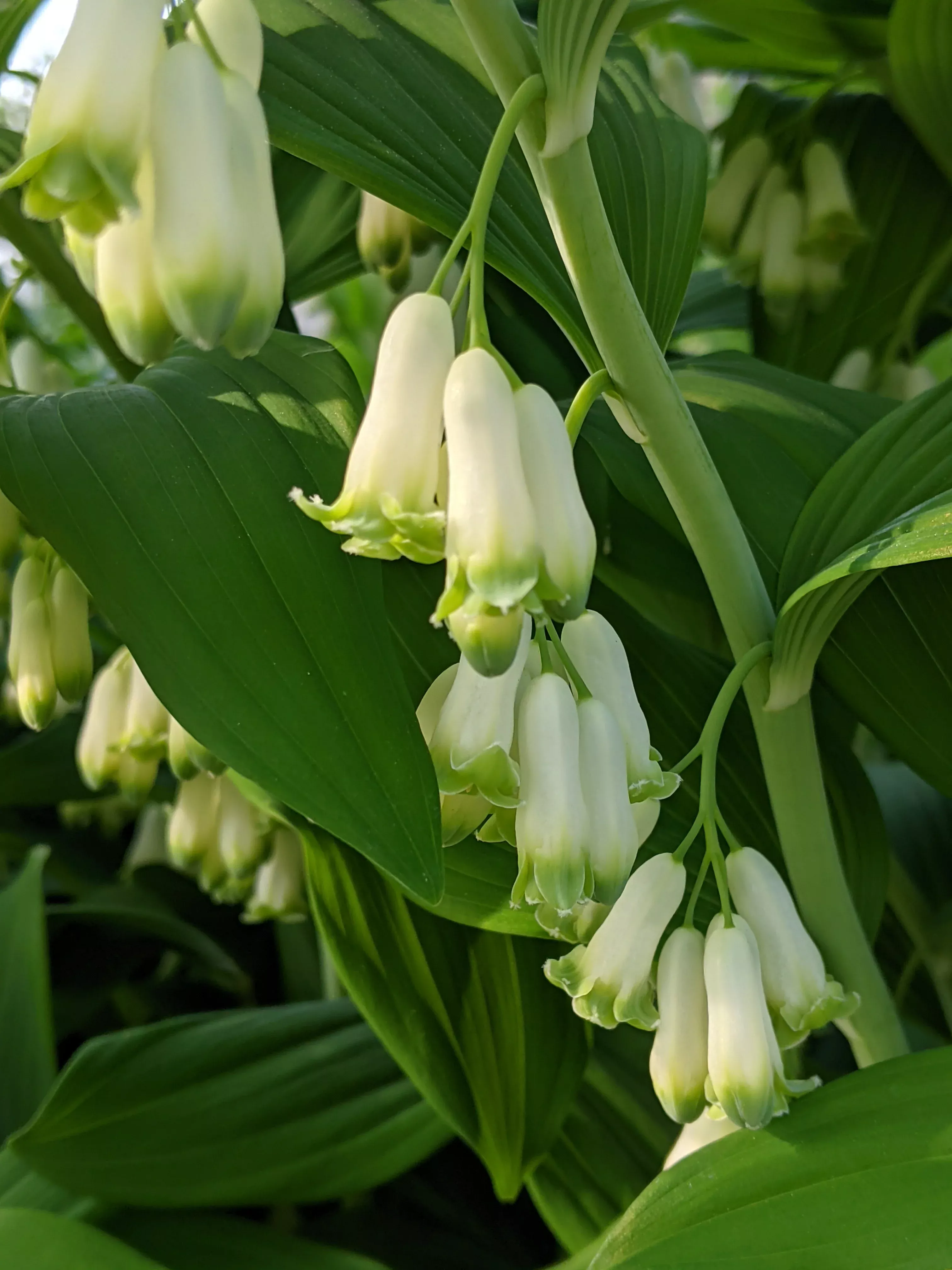 polygonatum-multiflorum-solomon-s-seal Polygonatum multiflorum Solomon's Seal
