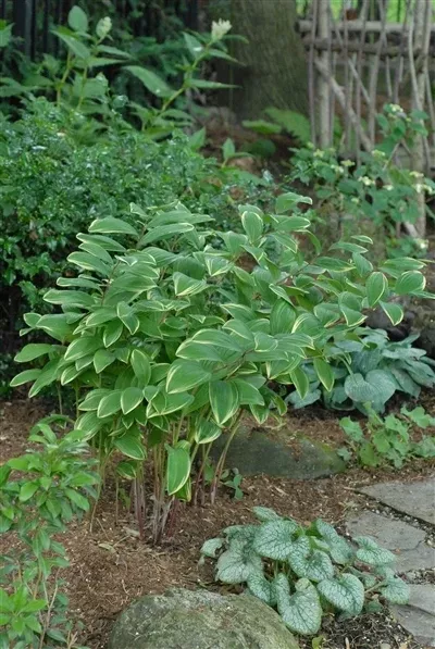 polygonatum-multiflorum-variegatum-solomon-s-seal Polygonatum multiflorum Variegatum Solomon's Seal
