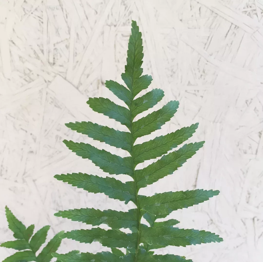 polypodium-californicum-california-polypody Polypodium californicum, California Polypody