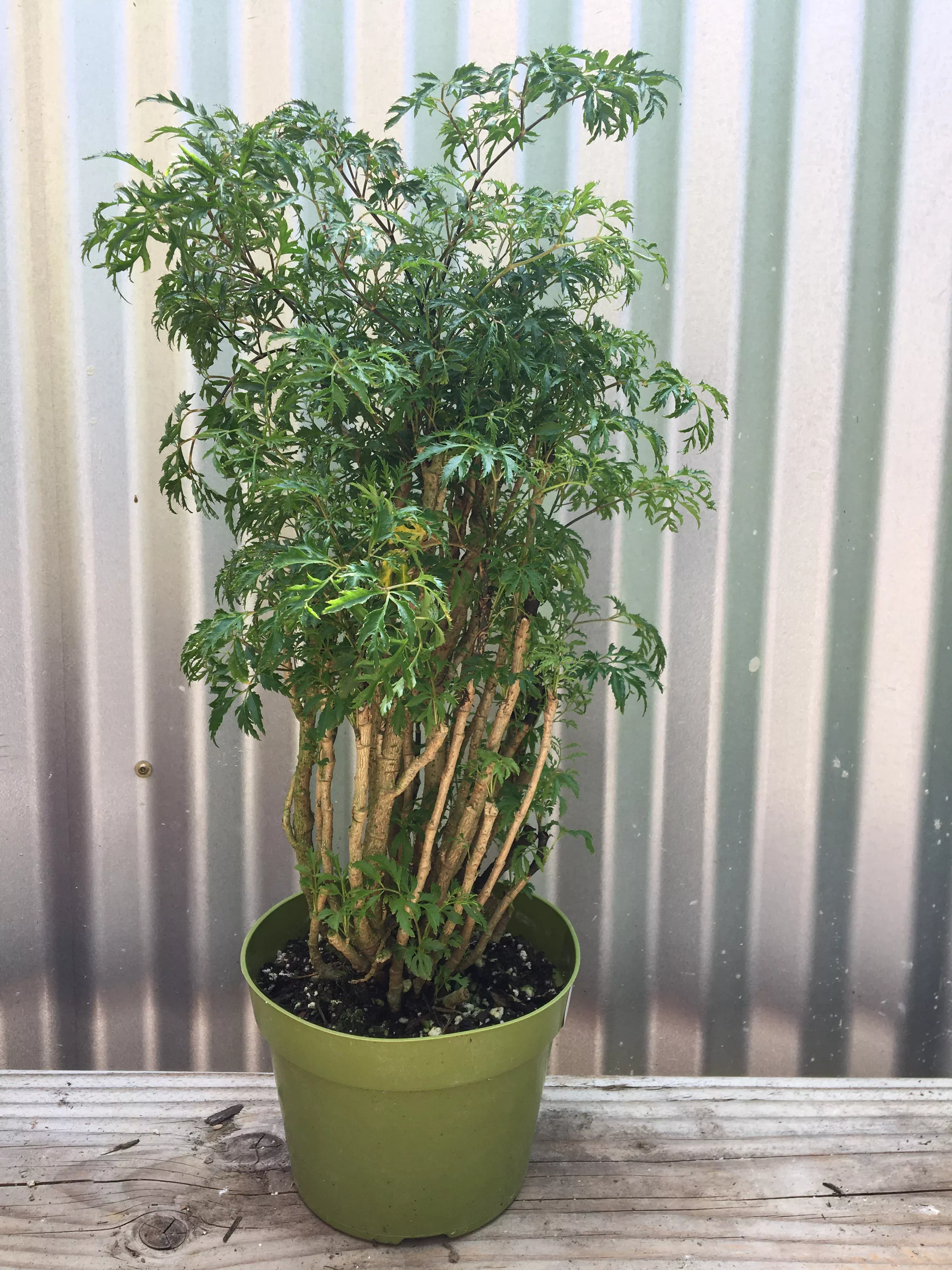 polyscias-fruticosa-ming-aralia Polyscias fruticosa (ming aralia)