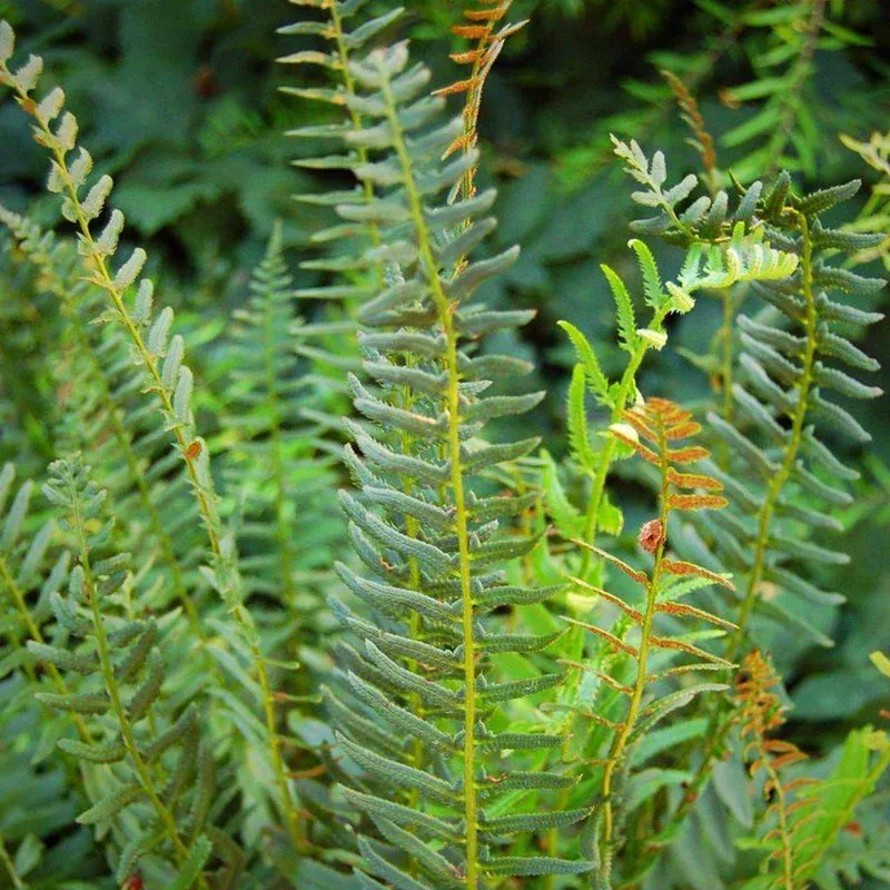 polystichum-acrostichoides-christmas-fern Polystichum acrostichoides Christmas Fern