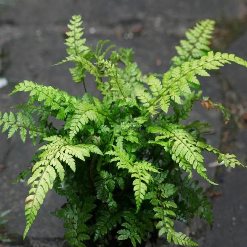 Polystichum makinoi