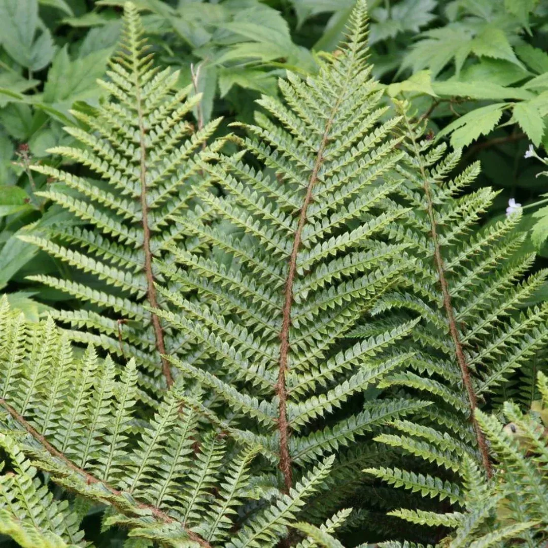 polystichum-tassel-fern Polystichum 'Tassel Fern'