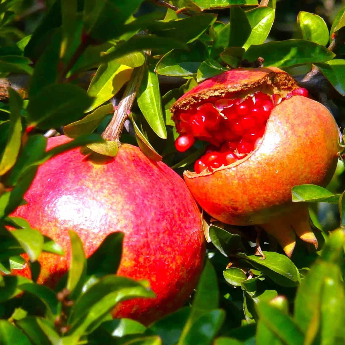 pomegranate-tree Pomegranate Tree