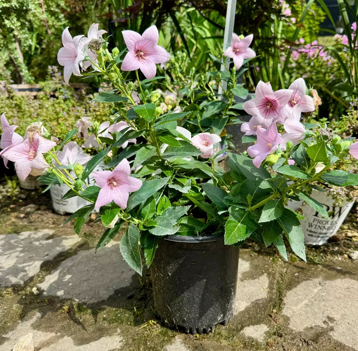 pop-star-pink-balloon-flower Pop Star™ Pink Balloon Flower