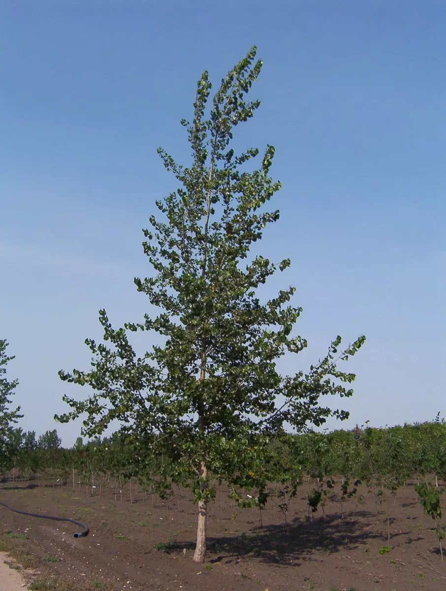 poplar-assiniboine-2-gal-bl Poplar:'Assiniboine' - 2 gal (Bl)