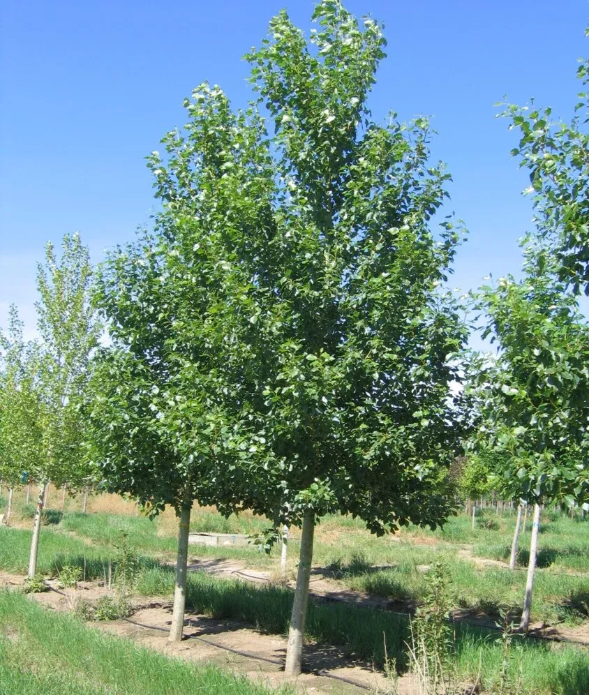 poplar-byland-green-2-gal-bl Poplar:'Byland Green' - 2 Gal (Bl)