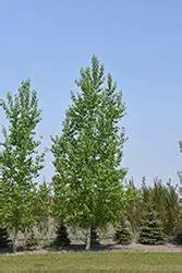 poplar-skyfest-cottonwood-1gal-jf Poplar: 'Skyfest Cottonwood'- 1Gal (Jf)