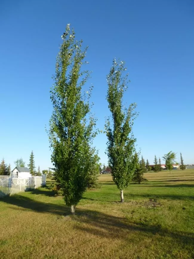 poplar-tower-2gal-br Poplar: Tower - 2Gal (Br)