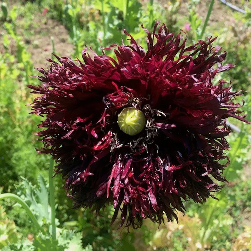 poppy-black-swan Poppy 'Black Swan'