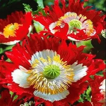 Poppy, Danish Flag