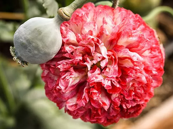 poppy-flemish-antique Poppy 'Flemish Antique'
