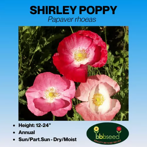 poppy-mixed-shirley-papaver-rhoeas Poppy, Mixed Shirley – Papaver rhoeas