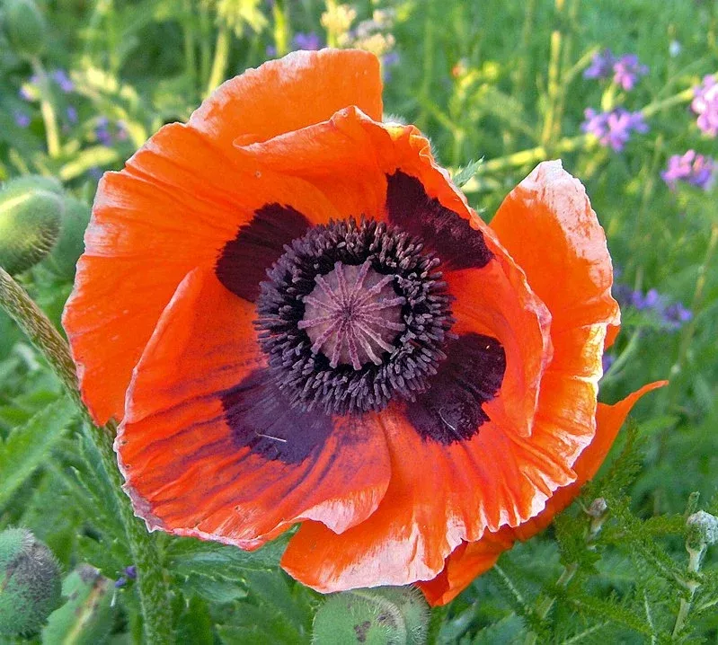 poppy-oriental-5-5-vn Poppy: Oriental - 5.5" (VN)