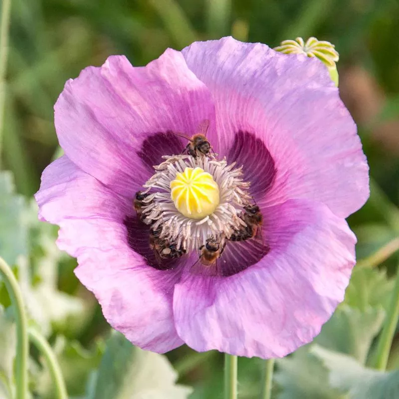 poppy-seeds-hungarian-breadseed Poppy Seeds - Hungarian Breadseed
