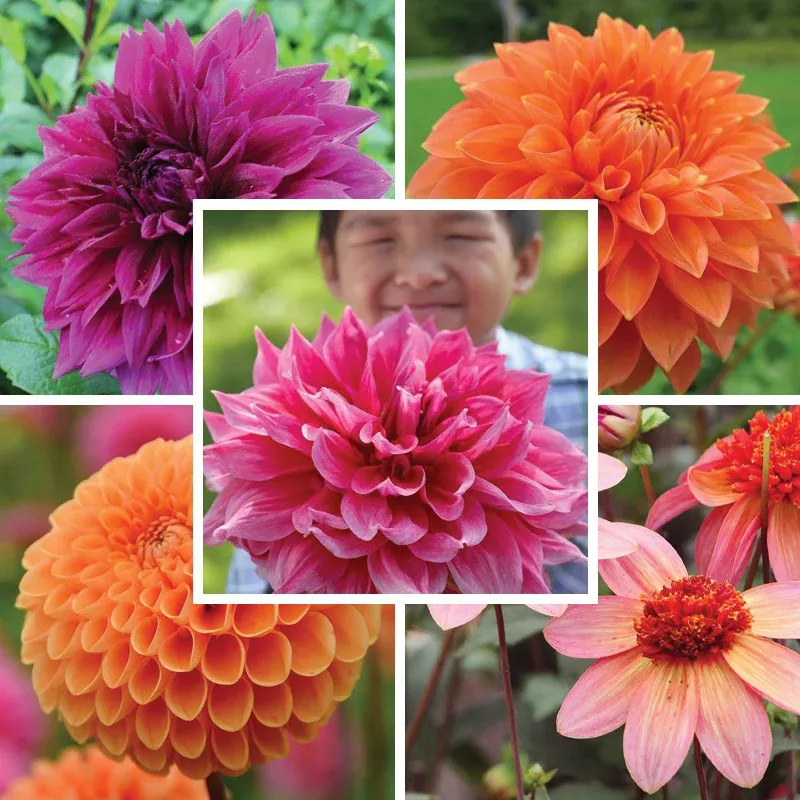Popsicle Dahlia Collection