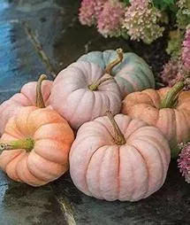 porcelain-princess-pumpkins Porcelain Princess Pumpkins