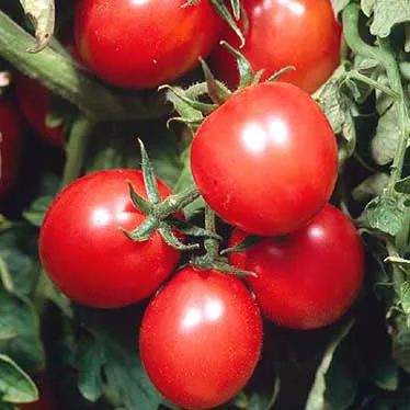 porter-tomato Porter Tomato