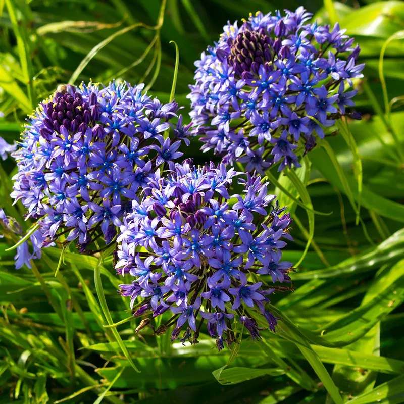 Portuguese Squill