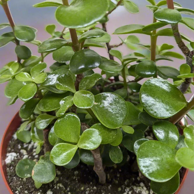 portulacaria-afra-elephant-bush Portulacaria Afra - Elephant Bush