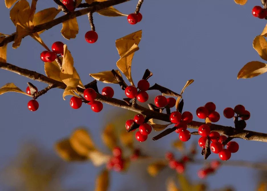 possumhaw Possumhaw