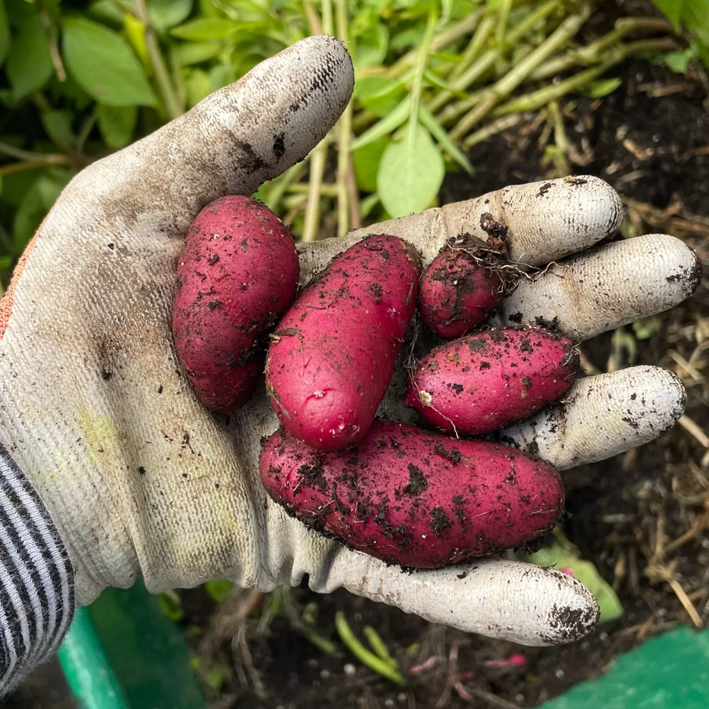 potato-amarosa-fingerling-1-lb Potato:AmaRosa Fingerling - 1 lb