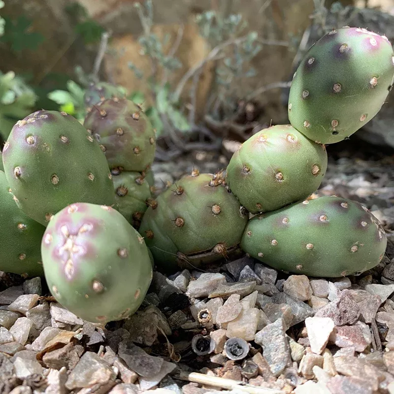 potato-dwarf-prickly-pear Potato Dwarf Prickly Pear