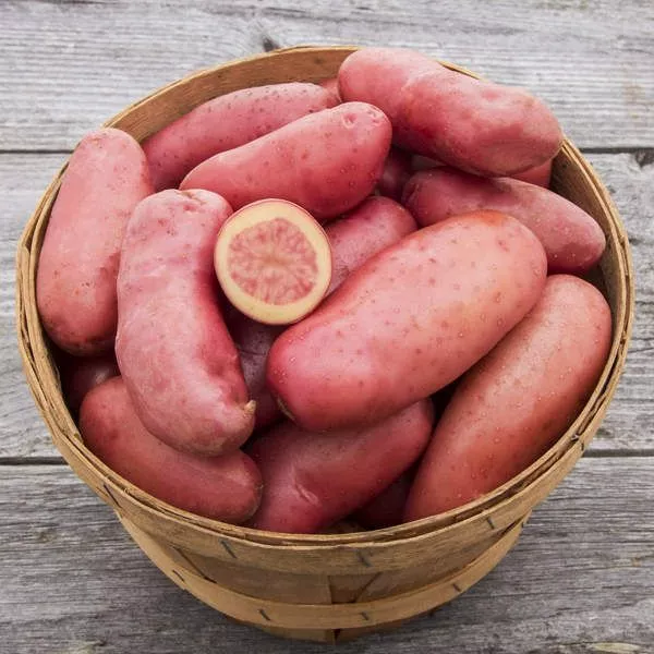 potato-french-fingerling-1-lb Potato: French Fingerling - 1 lb