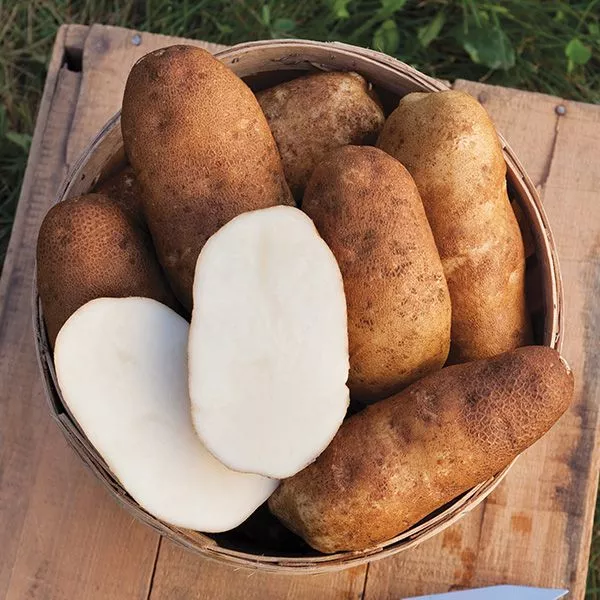 potato-russet-burbank-1lb Potato: Russet Burbank - 1lb