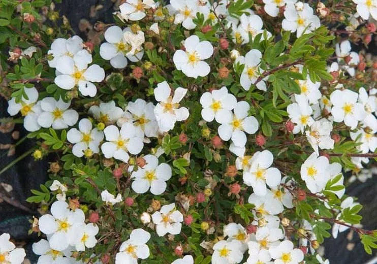 potentilla-abbotswood-2-gal-au Potentilla 'Abbotswood'2 gal (Au)