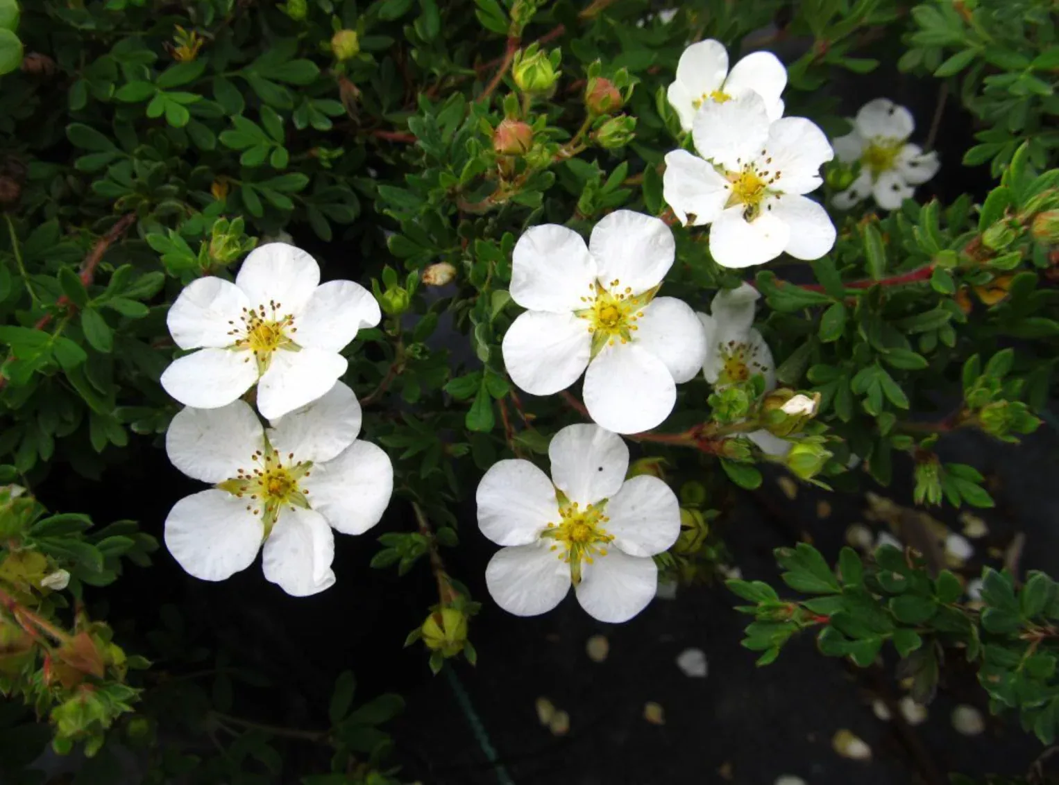 potentilla-abbotswood Potentilla 'Abbotswood'