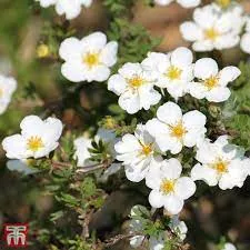 potentilla-creme-brulee-5gal-jf Potentilla:'Creme Brulee' - 5Gal (Jf)