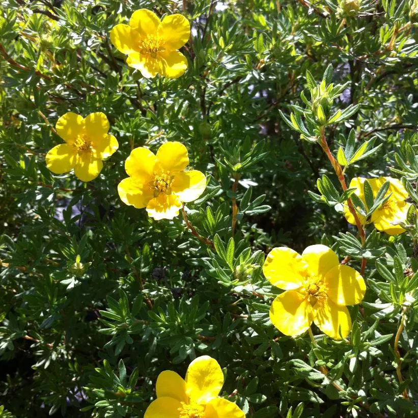 potentilla-fruticosa-goldfinger-cinquefoil Potentilla fruticosa Goldfinger Cinquefoil