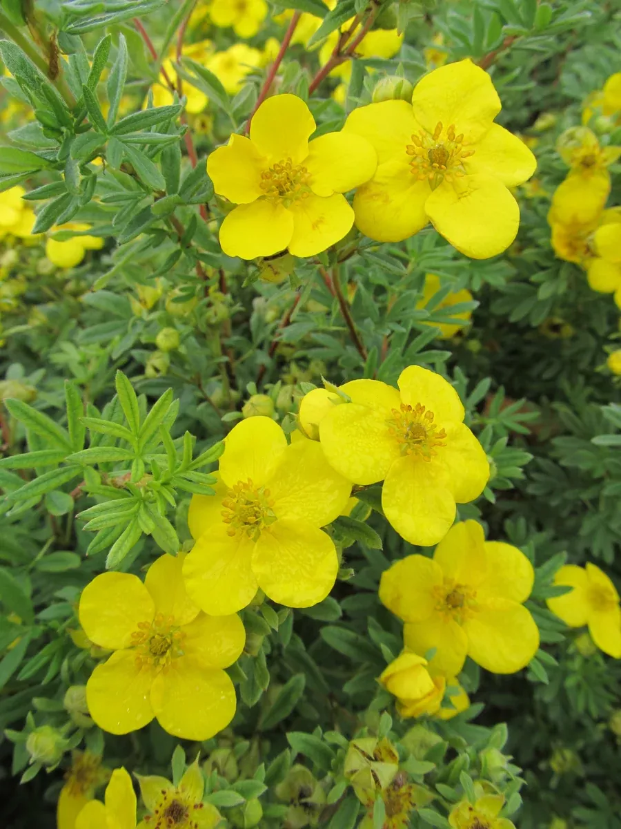 potentilla-goldfinger-2-gal-bl Potentilla:'Goldfinger' - 2 Gal (Bl)