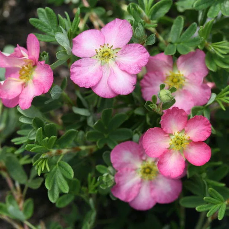 potentilla-happy-face-hearts Potentilla 'Happy Face Hearts'