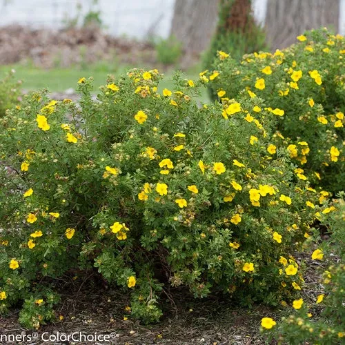 potentilla-happy-face-yellow-8-pw-bl Potentilla:'Happy Face Yellow '8" (PW) (Bl)
