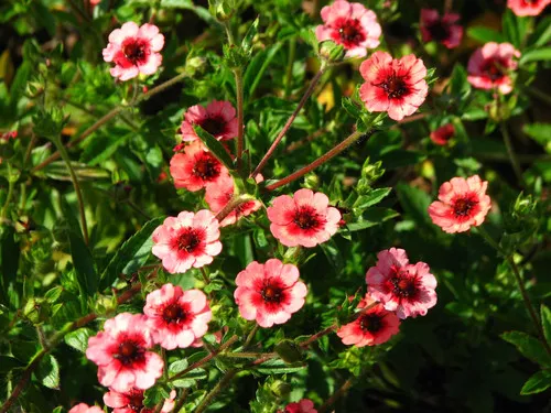 potentilla-miss-wilmott Potentilla (Miss Wilmott)