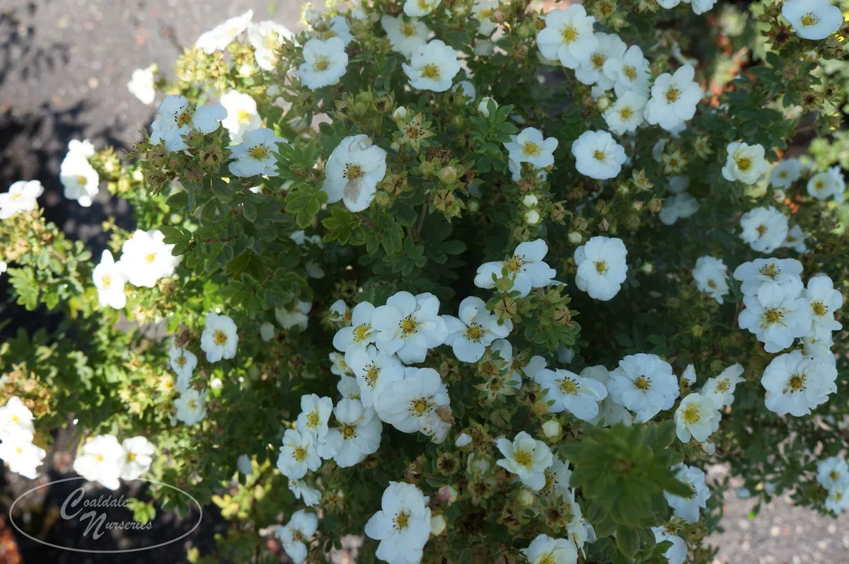 potentilla-morden-snow-2gal Potentilla: 'Morden Snow' - 2Gal