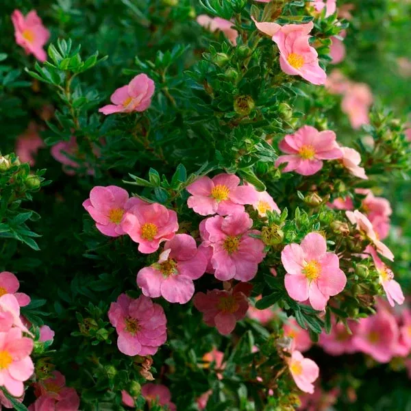 potentilla-pink-beauty-2-gal-bl Potentilla:'Pink Beauty' - 2 Gal (Bl)
